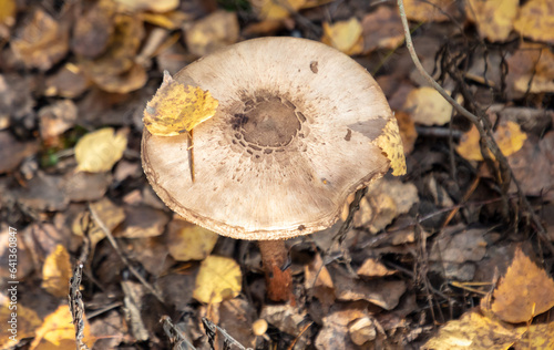 Mushrooms umbrellas grow in the autumn forest. Close-up