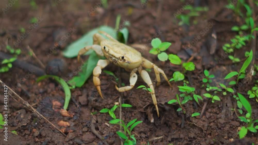 Closeup shot of a land crab walking on the muddy soil during the rain at Sahyadri hills in Saputara in Gujarat, India. Land crab on the hills of the western ghats during the monsoon season in India Closeup shot of a land crab walking on the muddy soil during the rain at Sahyadri hills in Saputara in Gujarat, India. Land crab on the hills of the western ghats during the monsoon season in India