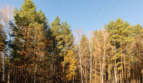 Fotografia Trees in a mixed autumn forest. Nature