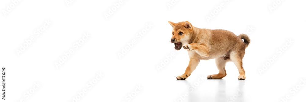 Playful, cute, determined and courageous Shiba inu dog having fun over white studio background. Concept of animal care, fashion. Banner for ad
