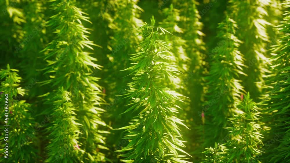 Hemp ripens under the sun Hemp ripens under the sun