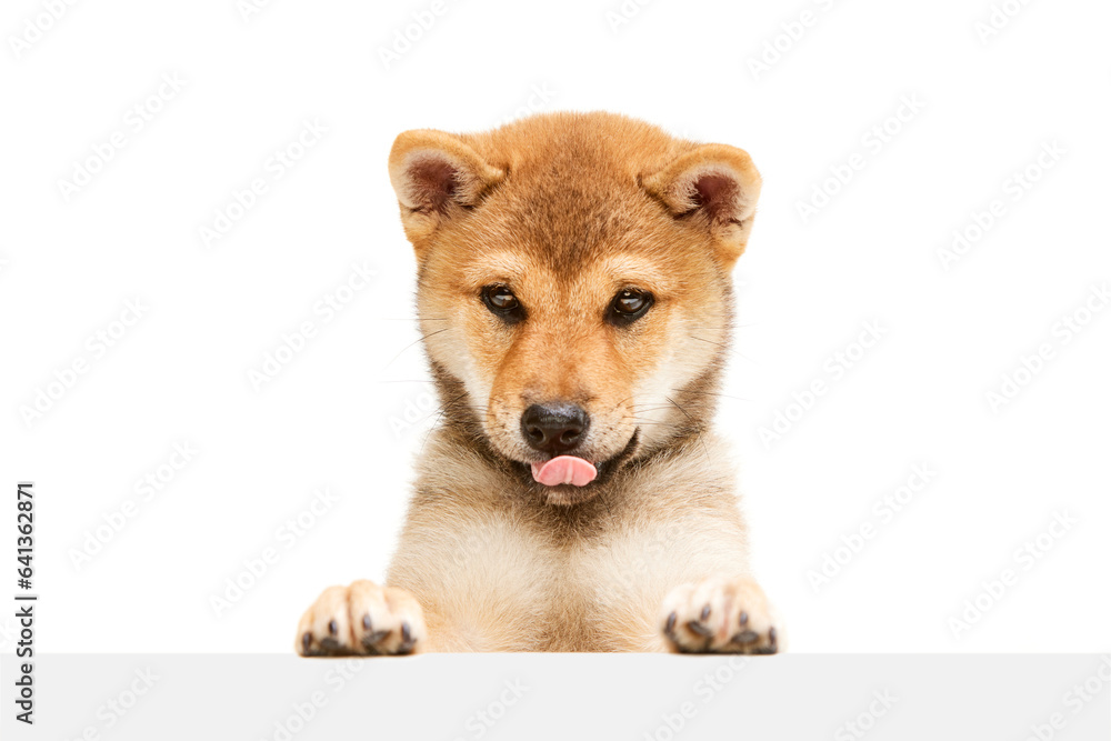 One adorable Shiba inu puppy with tongue sticking out posing isolated over white studio background. Beauty, animal health, happiness, care concept