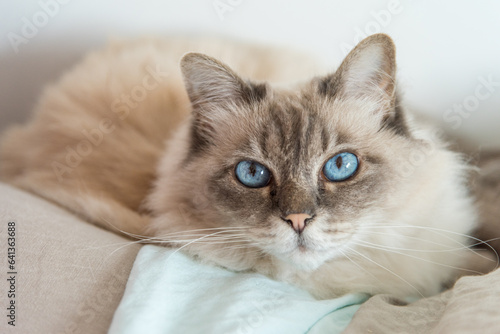 Fototapeta Naklejka Na Ścianę i Meble -  portrait of a blue eyes fluffy kitten