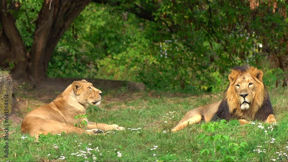 Two big wild lions relaxing on the sunny day. Calm scene in the fresh air with brown couple, cats, rest, outdoor, field, park, nature, safari, zoo, cat, view, tele, close up, hd. ProRes 422 HQ. Two big wild lions relaxing on the sunny day. Calm scene in the fresh air with brown couple, cats, rest, outdoor, field, park, nature, safari, zoo, cat, view, tele, close up, hd. ProRes 422 HQ.