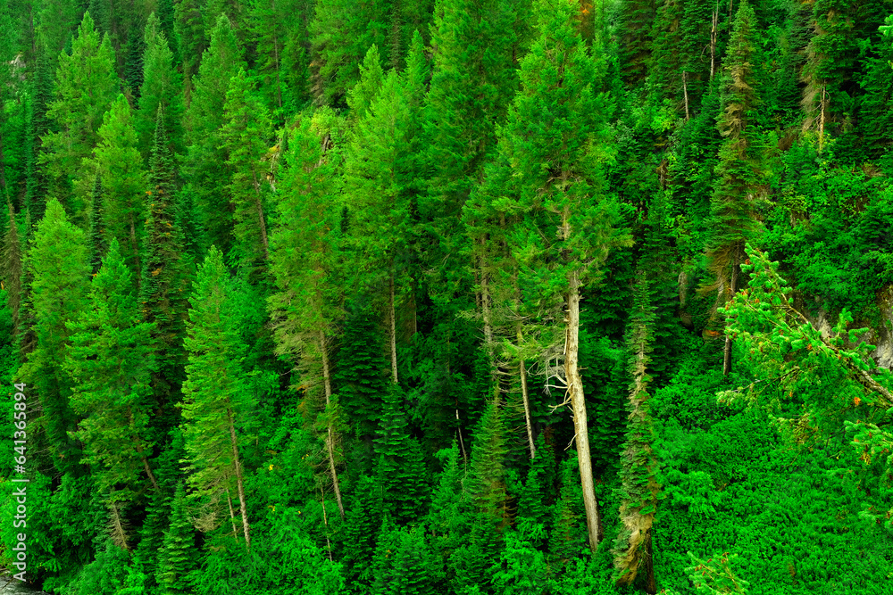 Fototapeta premium Misty Pine Forest in the Rain Green Lush Growth in Wilderness