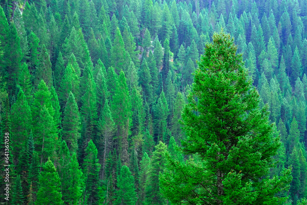 Misty Pine Forest in the Rain Green Lush Growth in Wilderness