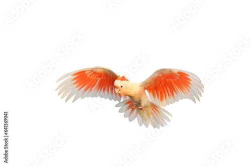 Beautiful of Major Mitchell's Cockatoo flying isolated on transparent background png file © Passakorn