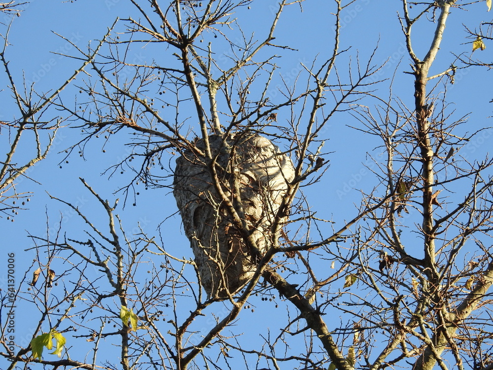 Obraz premium Bald-faced hornets nest built in the treetops of a woodland forest, Monmouth County, New Jersey.