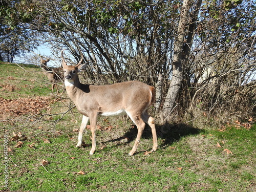 A whitetail buck during the rutting season  with a doe peeking at him. Both enjoying a beautiful autumn day at the Sandy Hook Gateway National Recreation Area  Monmouth County  New Jersey.