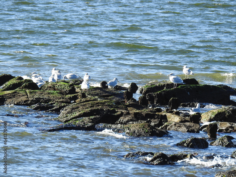 Obraz premium A flock of seagulls perched on a cluster of rocks along the shores of the Sandy Hook Gateway National Recreation Area, Monmouth County, New Jersey.