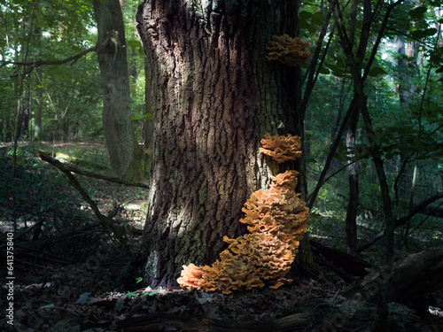 Pień starego dębu w lesie porośnięty pomarańczowymi grzybami © Aneta