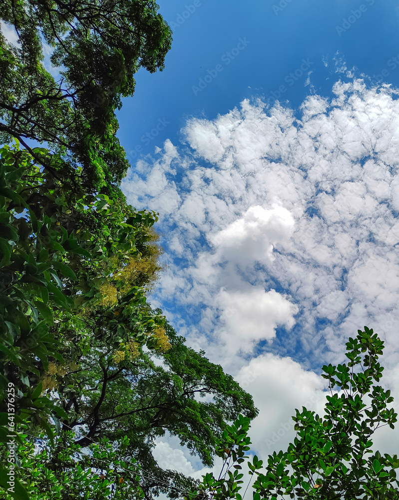 Blue sky covered with white clouds and tree leaves 