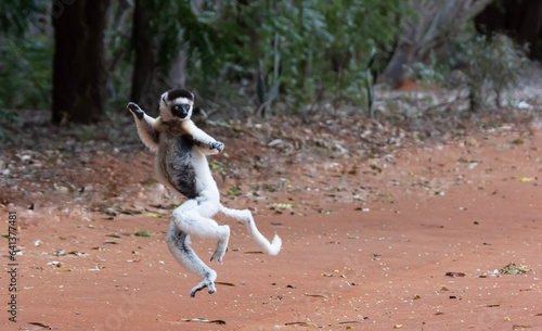 White lemur jumping