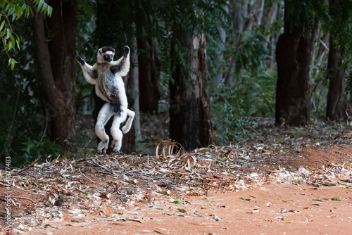 White lemur jumping