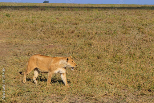 Lioness  Panthera leo  walking in savannah in Serengeti national park  Tanzania