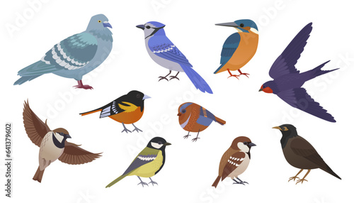 birds in different poses. city birds in different poses set, birds flying and standing, bullfinch, tit, sparrow, pegeon, crow. cartoon vector flat birds set.