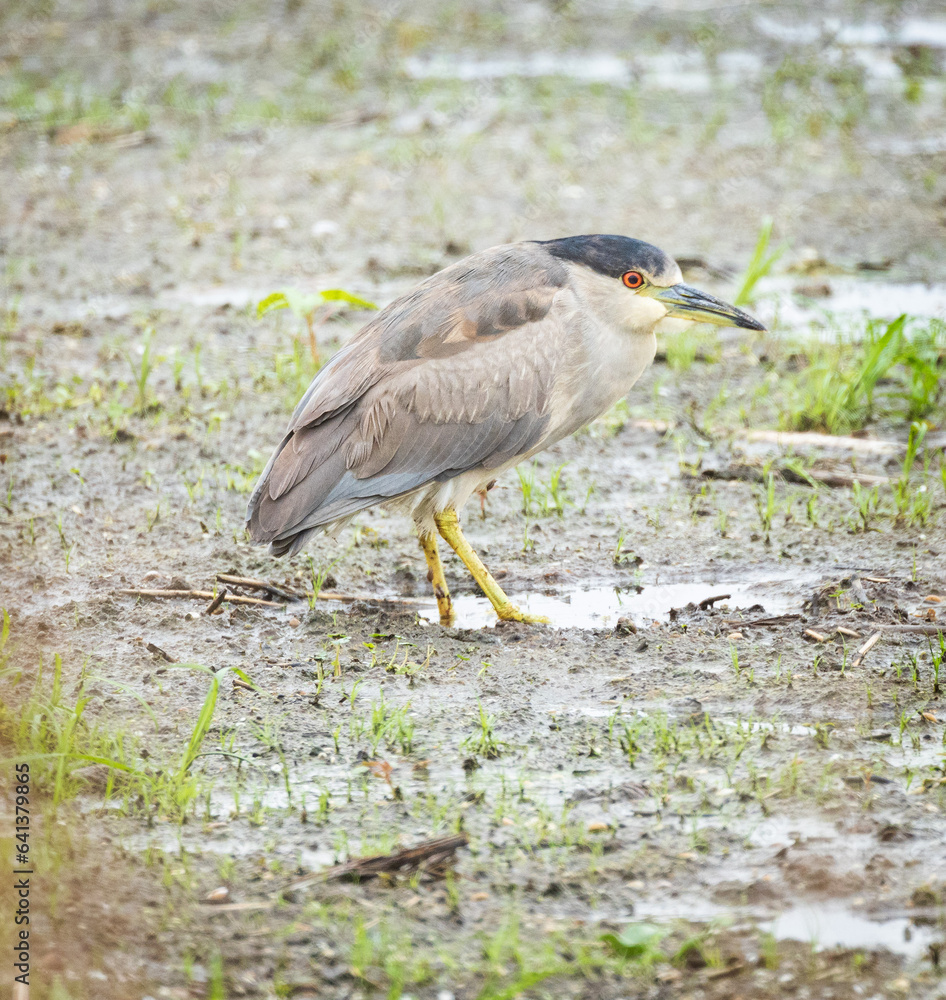 Fototapeta premium Black-crowned Night Heron, Florida.