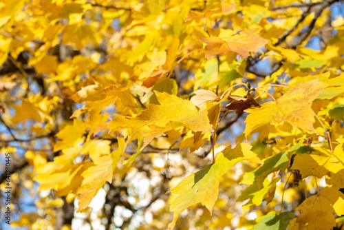 Orange yellow autumn leaves on sky background. Fall season, october, november time