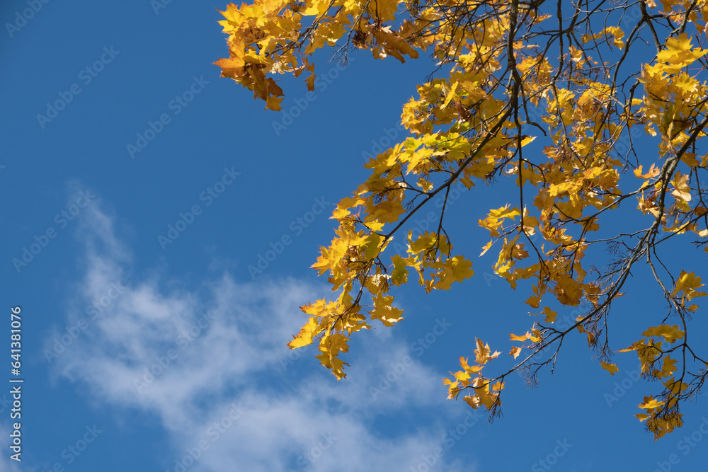 Orange yellow autumn leaves on sky background. Fall season, october, november aesthetic Orange yellow autumn leaves on sky background. Fall season, october, november aesthetic