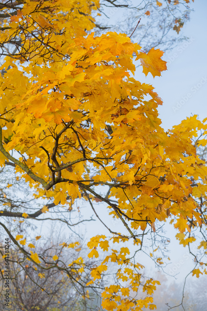 Orange yellow autumn maple leaves in fog. Autumn season, October, November