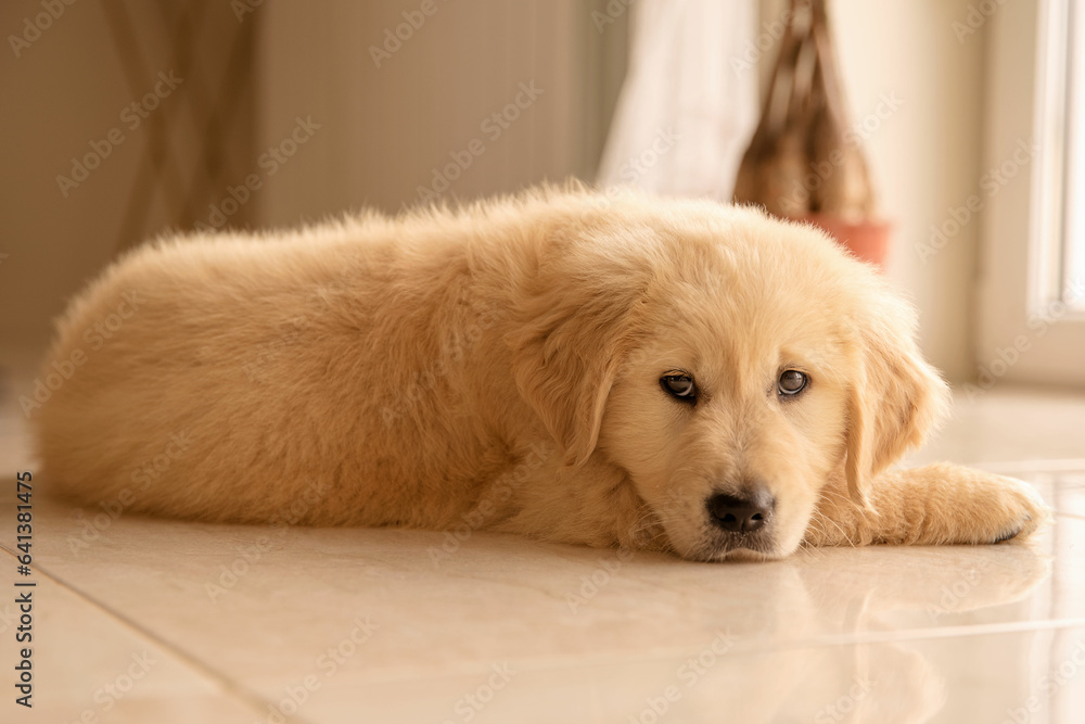 Golden retriever
