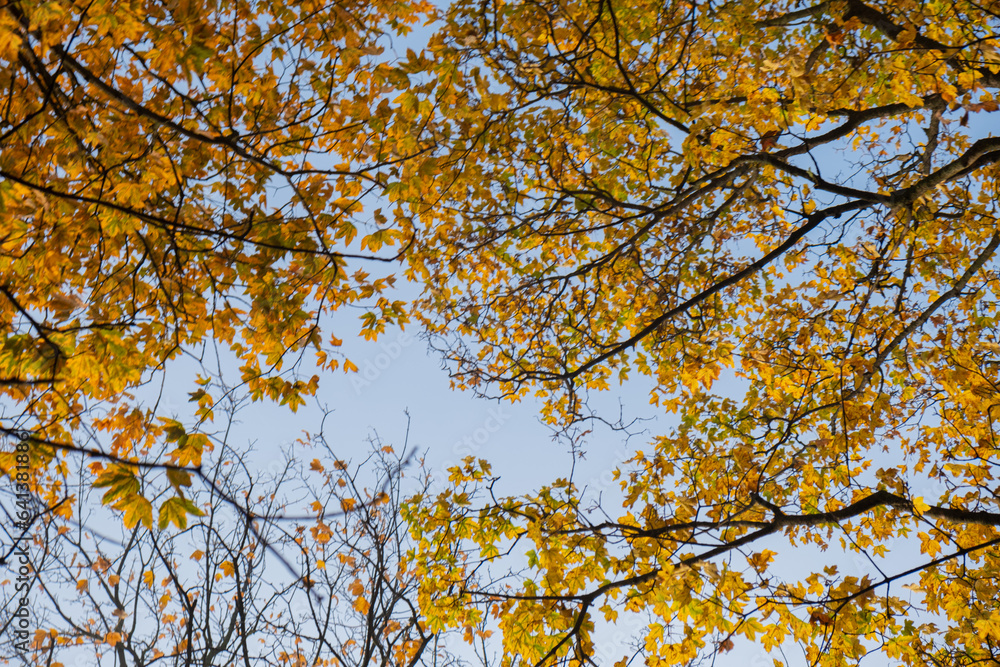Orange yellow autumn leaves on sky background. Fall season, october, november time