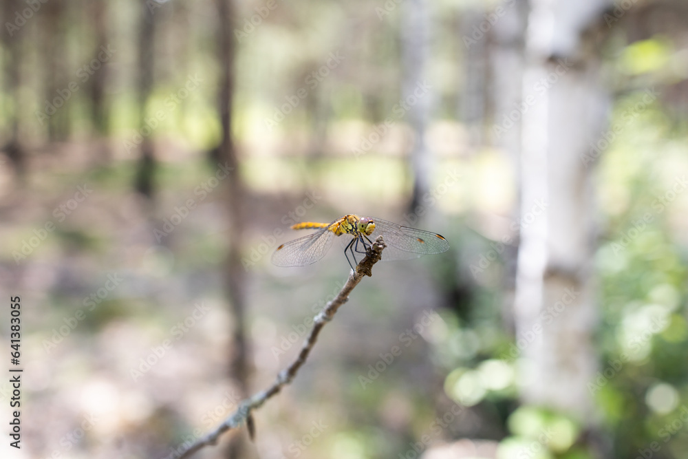 Dragonfly on a branch Dragonfly on a branch