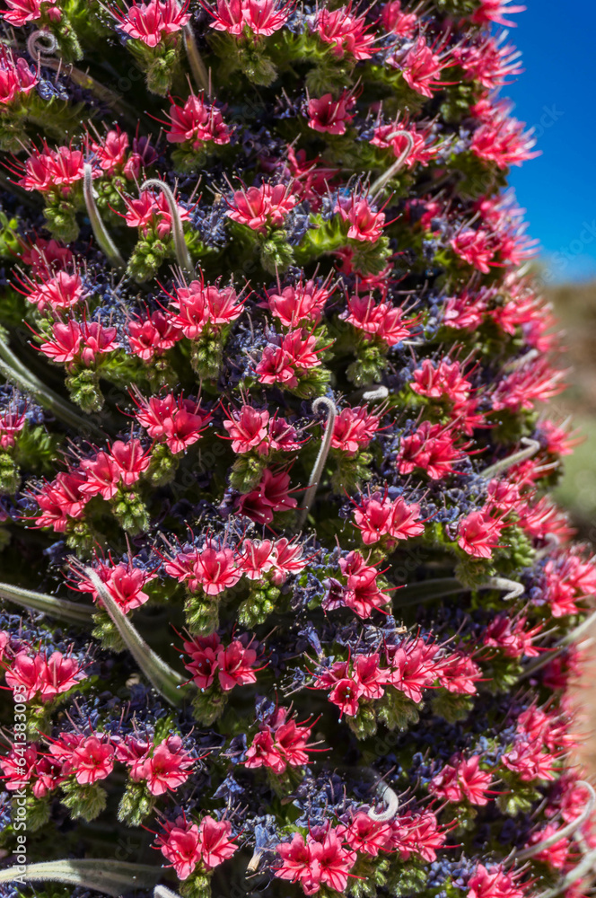 Closeup of tajinaste rojo or red bugloss. Cone with many purple and red flowers