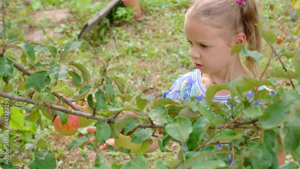 girl among apple trees, the child examines apples hanging on the trees, organic and fresh fruit grown without chemicals