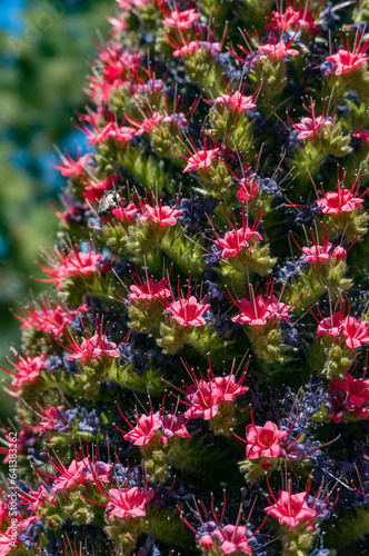 Closeup of tajinaste rojo or red bugloss. Cone with many purple and red flowers photo