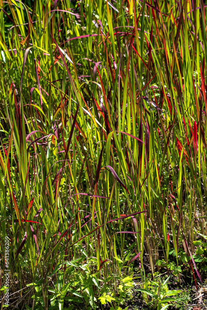 Obraz premium Japanese Blood Grass (Imperata cylindrica ‘Ruby’)