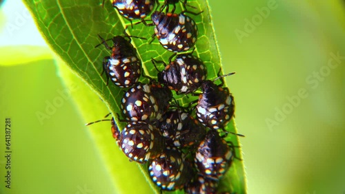 Green vegetable bug (Nezara viridula), Third instar, young bed bugs on a green leaf photo