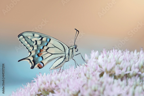Obraz na płótnie Swallowtail butterfly (Papilio machaon) perched on a flower taken by profile against soft pastel colors bokeh. Italy. w salonie