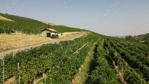 Europe, Italy, Broni - more and more pilgrims walk the roads of the Lombardy countryside from Pavia to Pontremoli in Tuscany through the Via Francigena  Abati - walking route through vineyard  photo