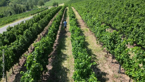 Europe, Italy, Broni - more and more pilgrims walk the roads of the Lombardy countryside from Pavia to Pontremoli in Tuscany through the Via Francigena  Abati - walking route through vineyard 
