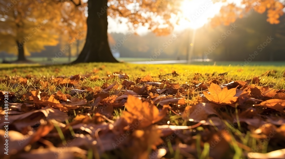 Autumn leaves in the park at sunset. Beautiful nature background.