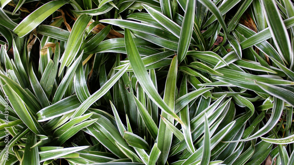 Obraz premium Abstract dracaena plant