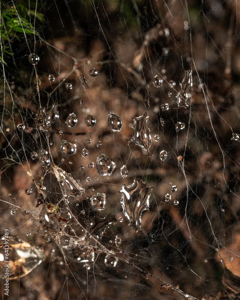 Spider web with water droplets and without water droplets Stock Photo ...