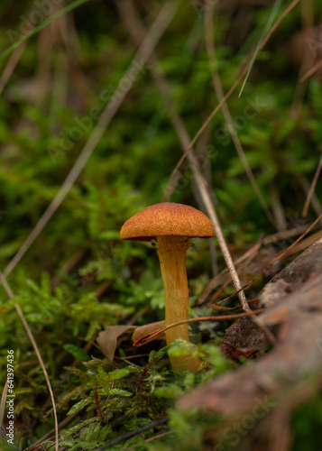 Poisonous and inedible mushrooms in the forest