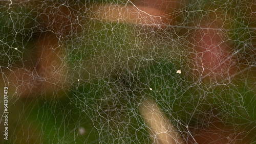 Spider web with water droplets and without water droplets