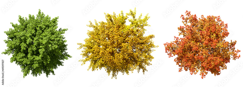 From above trees colourful seasonal top view on transparent backgrounds 3d rendering png - obrazy, fototapety, plakaty 