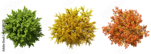 From above trees colourful seasonal top view on transparent backgrounds 3d rendering png