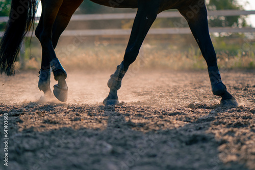 Close-up of a black horse's hooves during a horseback ride on the sand the concept of love for equestrian sports  © Guys Who Shoot