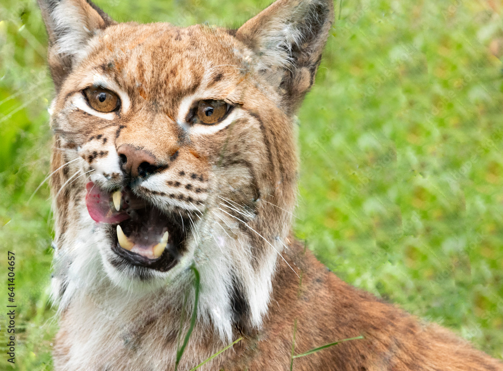 Obraz premium Lynx