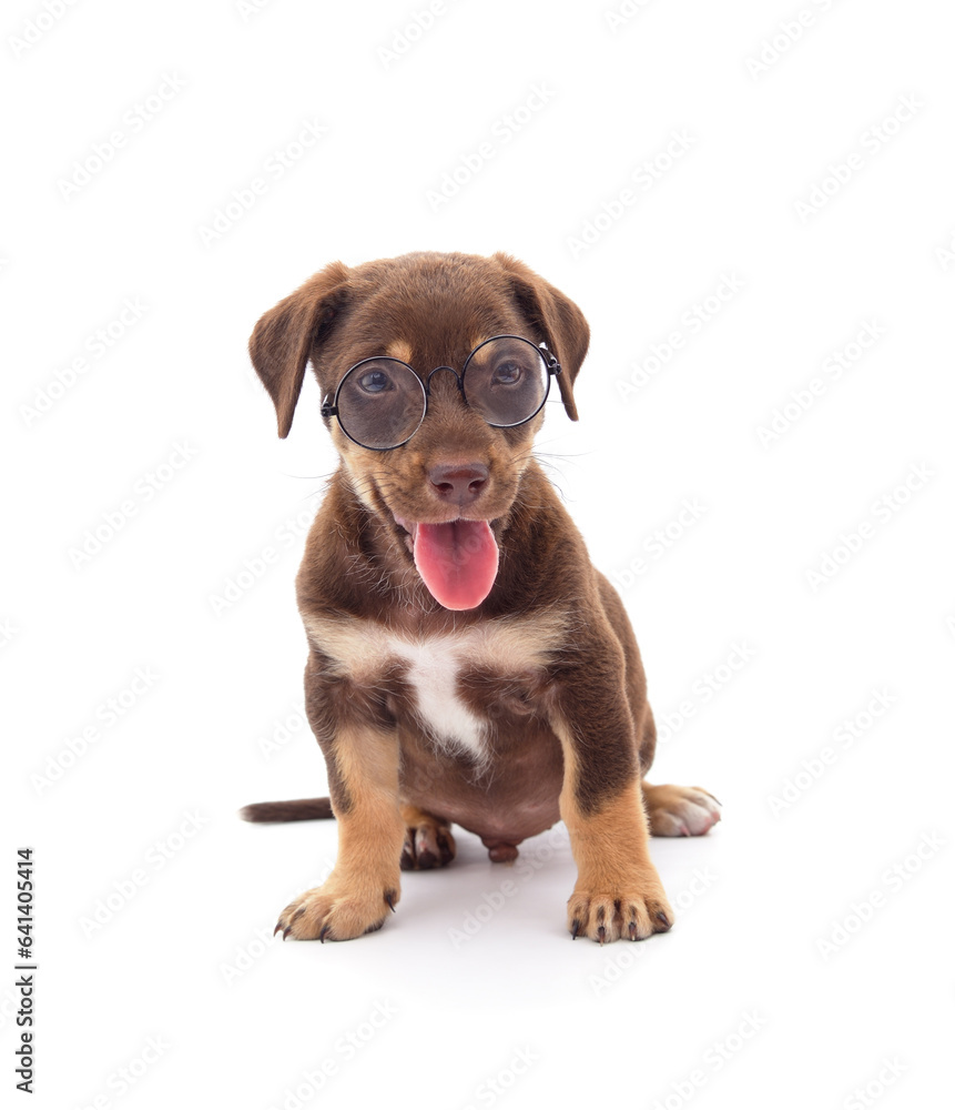 Fototapeta premium One little dog in glasses.