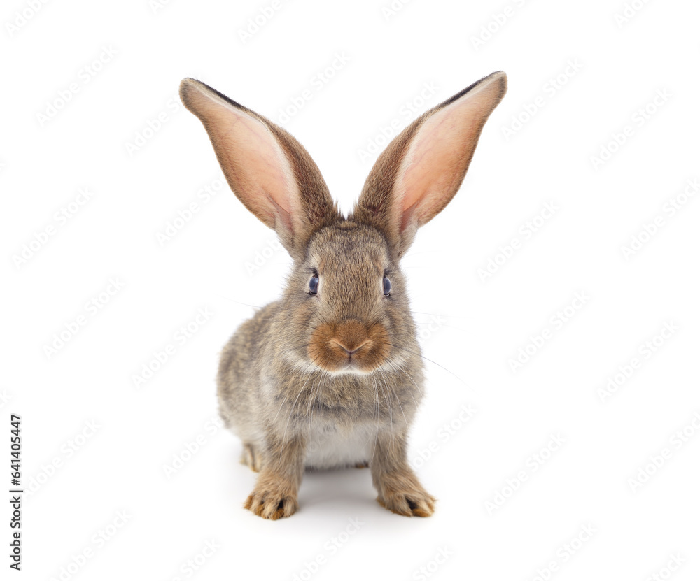 One brown rabbit. One brown rabbit.