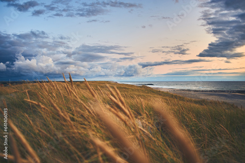 Canvas Print Dunes with beach grass at the wide beach at northern Denmark