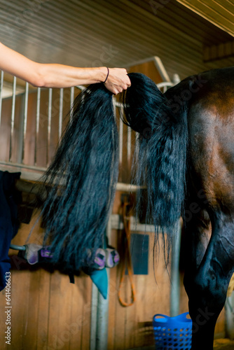 Close-up of a girl stable worker combing out the tail of a black horse in the stables concept of love for equestrian sport
