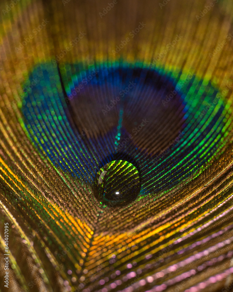 Fototapeta premium In many colors peacock feather with water drop