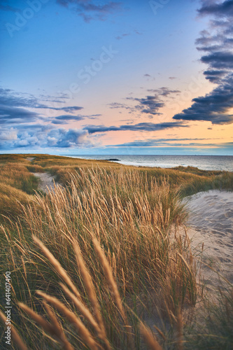 Dunes and beach grass at the wide beach at northern Denmark. High quality photo